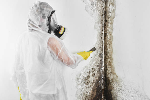 Best Mold Testing  in Ellis, KS