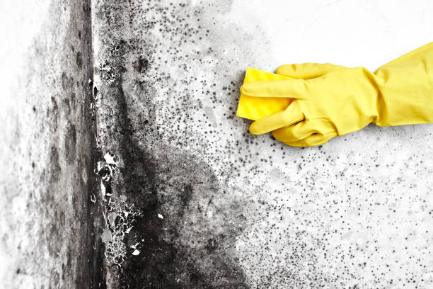 Best Home Mold Removal  in Ellis, KS