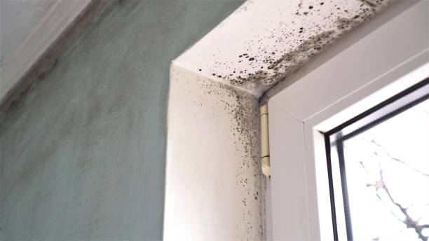 Best Residential Mold Removal  in Ellis, KS