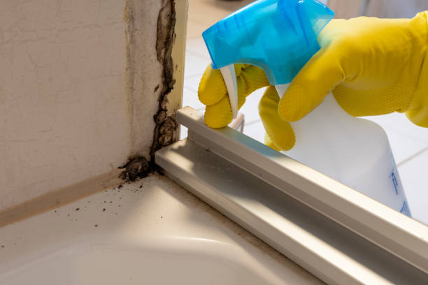 Best Toxic Mold Removal  in Ellis, KS