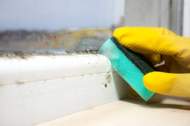 Best Mold Removal Near Me  in Ellis, KS