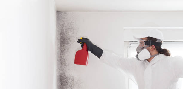 Best Attic Mold Removal  in Ellis, KS