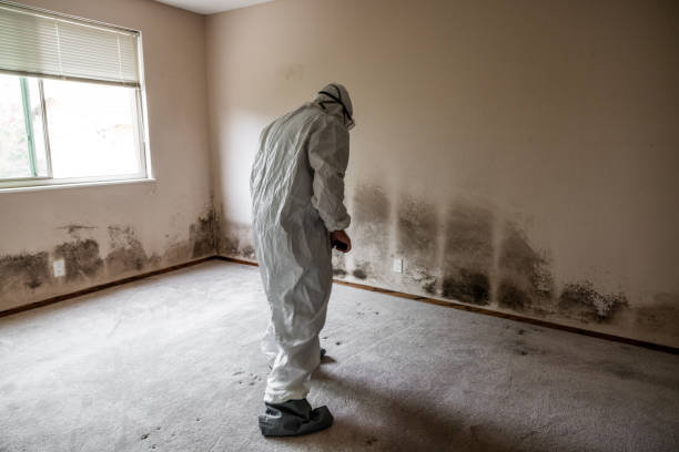 Best Mold Inspection  in Ellis, KS