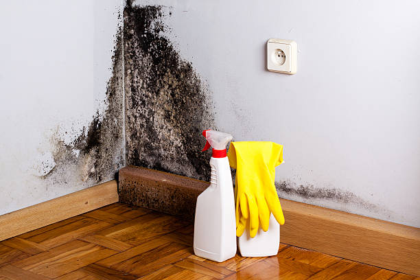 Best Mold Remediation  in Ellis, KS